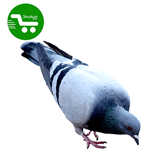 Store Jinukun Pigeon