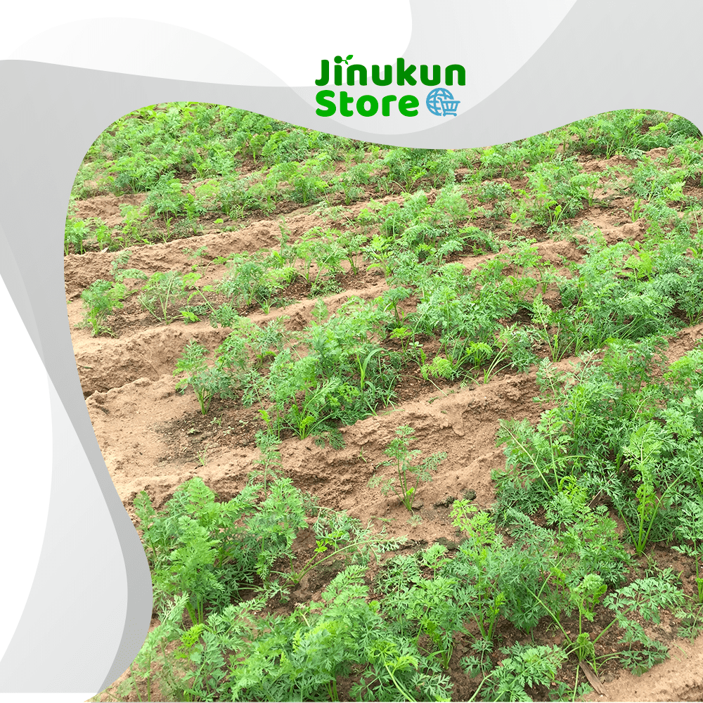 Store Jinukun Planche de carotte